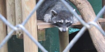 Unos 1,000 animales son extraídos de sus hábitats en Costa Rica cada año para tráfico ilegal