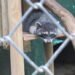Unos 1,000 animales son extraídos de sus hábitats en Costa Rica cada año para tráfico ilegal