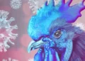 Servicio de Sanidad detecta primer caso de gripe aviar en aves silvestres de Honduras