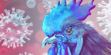 Servicio de Sanidad detecta primer caso de gripe aviar en aves silvestres de Honduras