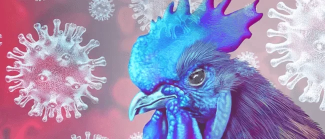 Servicio de Sanidad detecta primer caso de gripe aviar en aves silvestres de Honduras