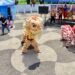 Entre danzas, té y gastronomía, Taiwán acerca su cultura a Guatemala