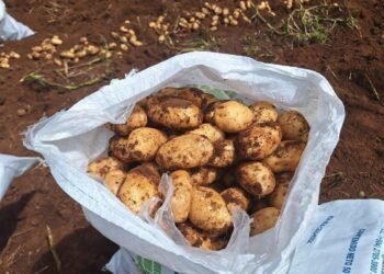 Honduras produce al menos 1.3 millones quintales de papa para abastecer el mercado nacional, El Salvador y Nicaragua