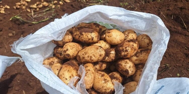 Honduras produce al menos 1.3 millones quintales de papa para abastecer el mercado nacional, El Salvador y Nicaragua