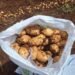 Honduras produce al menos 1.3 millones quintales de papa para abastecer el mercado nacional, El Salvador y Nicaragua