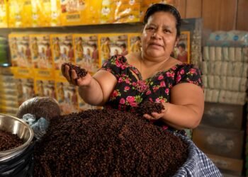 Guatemala y los zompopos de mayo: el manjar ancestral que regresa con las lluvias y alcanza precios de lujo