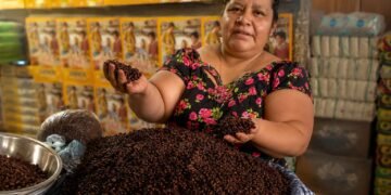 Guatemala y los zompopos de mayo: el manjar ancestral que regresa con las lluvias y alcanza precios de lujo