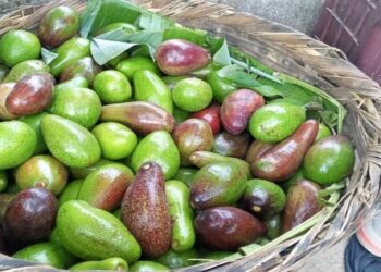 Estudio revela origen sudamericano de aguacates cultivados en Centroamérica