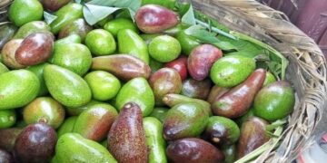 Estudio revela origen sudamericano de aguacates cultivados en Centroamérica