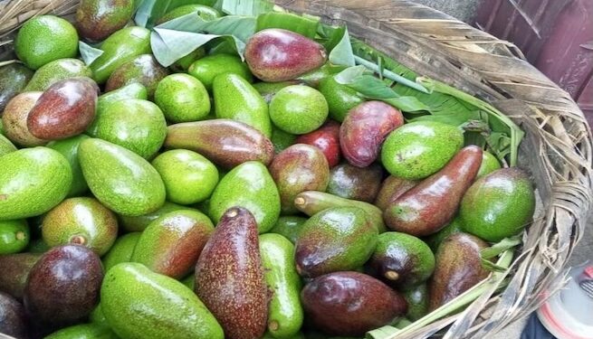 Estudio revela origen sudamericano de aguacates cultivados en Centroamérica