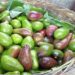 Estudio revela origen sudamericano de aguacates cultivados en Centroamérica