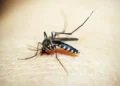 Costa Rica reporta 57 casos de malaria en lo que va del 2026