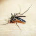 Costa Rica reporta 57 casos de malaria en lo que va del 2026
