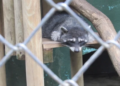 Tráfico ilegal de animales silvestres se ha duplicado en Costa Rica  y denuncias aumentaron 94 %  en dos años