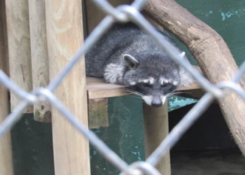 Tráfico ilegal de animales silvestres se ha duplicado en Costa Rica  y denuncias aumentaron 94 %  en dos años