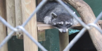 Tráfico ilegal de animales silvestres se ha duplicado en Costa Rica  y denuncias aumentaron 94 %  en dos años