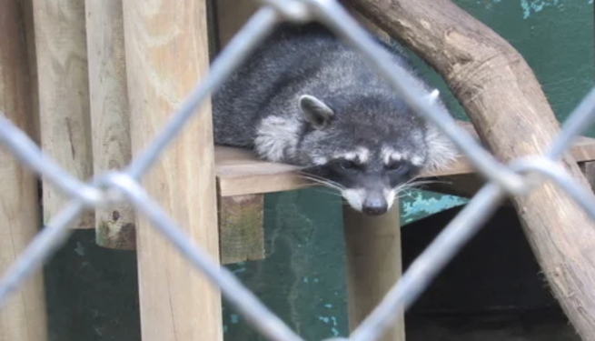 Tráfico ilegal de animales silvestres se ha duplicado en Costa Rica  y denuncias aumentaron 94 %  en dos años