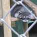 Tráfico ilegal de animales silvestres se ha duplicado en Costa Rica y denuncias aumentaron 94 % en dos años