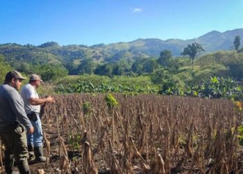 Guatemala podría recibir hasta un 30% menos de lluvia por El Niño en 2027