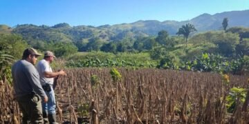 Guatemala podría recibir hasta un 30% menos de lluvia por El Niño en 2027