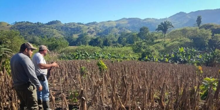 Guatemala podría recibir hasta un 30% menos de lluvia por El Niño en 2027