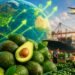 Guatemala busca aprovechar la locura mundial por el aguacate: el negocio crecerá un 79 % en la próxima década
