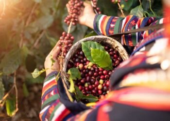 Colombia enfrenta dos desastres: tras el terremoto, El Niño amenaza con recortar 8% su cosecha de café