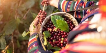 Colombia enfrenta dos desastres: tras el terremoto, El Niño amenaza con recortar 8% su cosecha de café