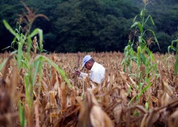 Guatemala enfrenta un déficit de lluvias de hasta 75 % y más del 61 % del país ya sufre sequía moderada