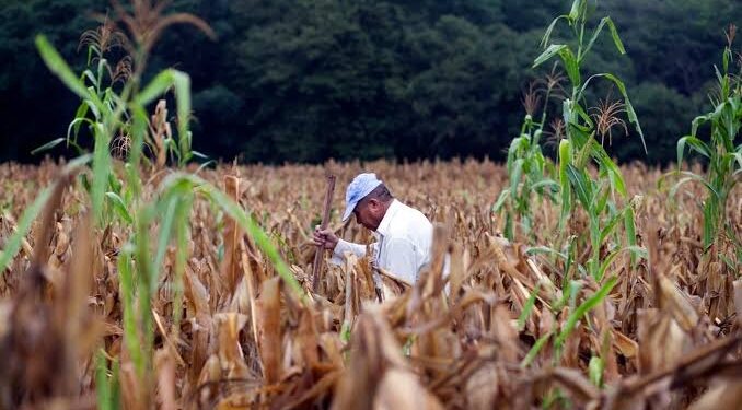 Guatemala enfrenta un déficit de lluvias de hasta 75 % y más del 61 % del país ya sufre sequía moderada
