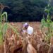 Guatemala enfrenta un déficit de lluvias de hasta 75 % y más del 61 % del país ya sufre sequía moderada