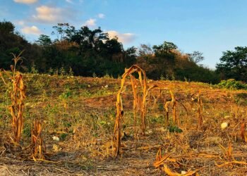 Sequía golpea Honduras: casi 35% de sus municipios está en alerta roja