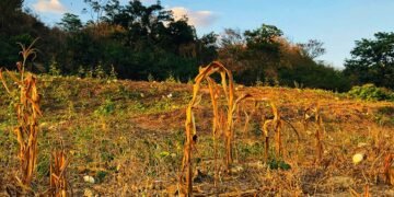 Sequía golpea Honduras: casi 35% de sus municipios está en alerta roja