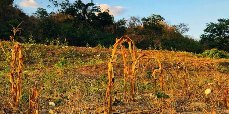 Sequía golpea Honduras: casi 35% de sus municipios está en alerta roja