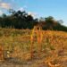 Sequía golpea Honduras: casi 35% de sus municipios está en alerta roja