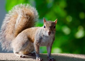 Estudio científico confirma 227 especies de mamíferos en Honduras tras ocho años de investigación
