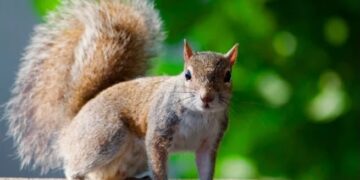Estudio científico confirma 227 especies de mamíferos en Honduras tras ocho años de investigación