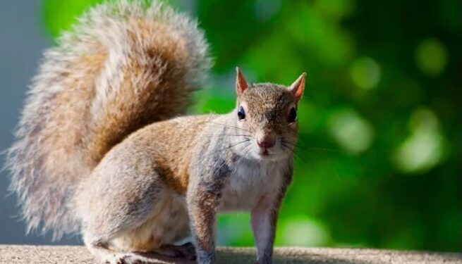 Estudio científico confirma 227 especies de mamíferos en Honduras tras ocho años de investigación