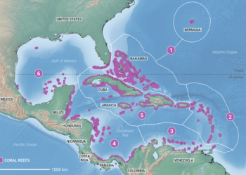 Arrecifes de coral de Centroamérica pierden cobertura rápidamente y ganan macroalgas