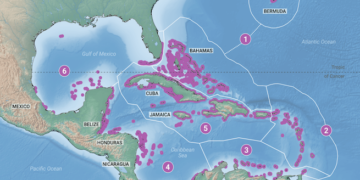 Arrecifes de coral de Centroamérica pierden cobertura rápidamente y ganan macroalgas