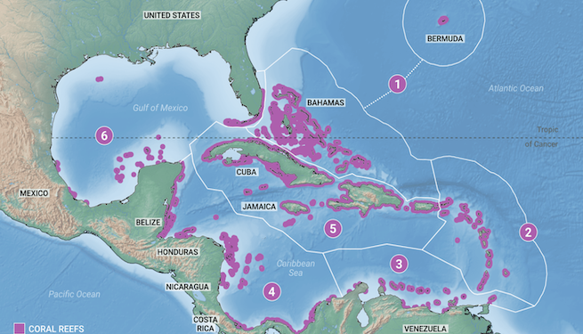 Arrecifes de coral de Centroamérica pierden cobertura rápidamente y ganan macroalgas