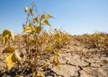 El Salvador ya pierde hasta 15 % de sus cultivos por la sequía y agricultores temen un golpe mayor de El Niño