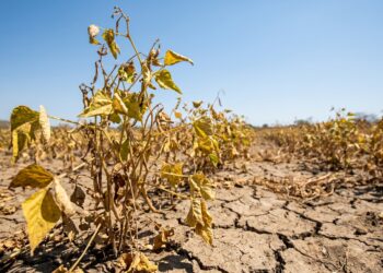 El Salvador ya pierde hasta 15 % de sus cultivos por la sequía y agricultores temen un golpe mayor de El Niño