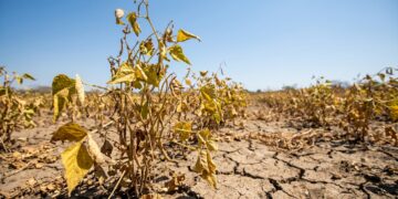 El Salvador ya pierde hasta 15 % de sus cultivos por la sequía y agricultores temen un golpe mayor de El Niño