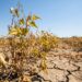 El Salvador ya pierde hasta 15 % de sus cultivos por la sequía y agricultores temen un golpe mayor de El Niño