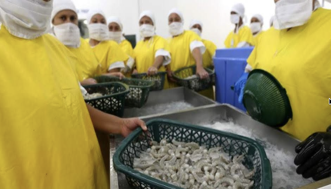 Para las camaroneras hondureñas, Taiwán sigue siendo un mercado cuatro veces más grande que China