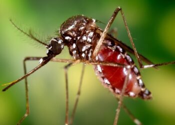EEUU emite alerta sanitaria por brote de chikunguña en Nicaragua y Costa Rica