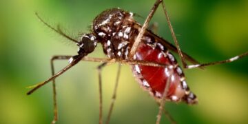 EEUU emite alerta sanitaria por brote de chikunguña en Nicaragua y Costa Rica