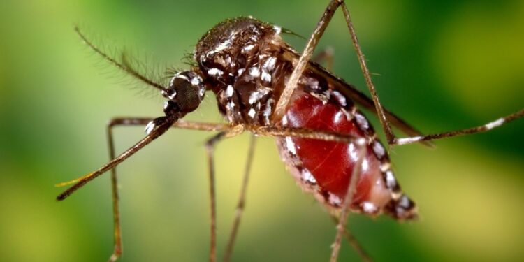 EEUU emite alerta sanitaria por brote de chikunguña en Nicaragua y Costa Rica
