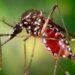 EEUU emite alerta sanitaria por brote de chikunguña en Nicaragua y Costa Rica